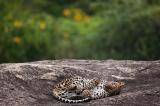 Yala National Park